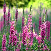 Дербенник иволистный (плакун трава)